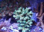 Finger Coral სურათი და მახასიათებლები