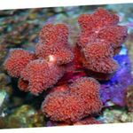 Finger Coral სურათი და მახასიათებლები