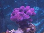 Acvariu  Coral Deget (Stylophora) fotografie; violet