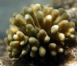 Acvariu  Coral Deget (Stylophora) fotografie; maro