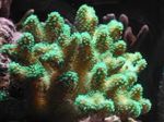 Acvariu  Coral Deget (Stylophora) fotografie; verde