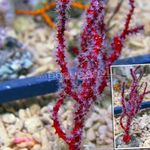 Pirksts Gorgonia (Finger Sea Fan) Foto un raksturlielumi