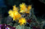 Flower Tree Coral  (Broccoli Coral) Photo and characteristics