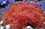 Aquarium  Blumentopf Korallen (Goniopora) Foto; rot