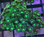 Flowerpot Coral სურათი და მახასიათებლები