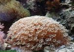 Aquarium  Pot De Fleurs De Corail (Goniopora) Photo; marron