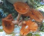 Akvárium  Obří Skořice Polyp (Palythoa grandis) fotografie; hnědý