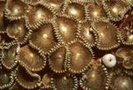 Aquarium  Giant Sun Polyp (Green Palythoa) (Protopalythoa) Photo; brown