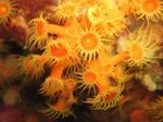 полип Golden Zoanthid  фотографија