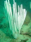 Choiréil Bog Gorgonian Photo agus saintréithe