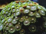 полип Green Button Polyp  фотографија