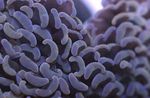 Ciocan Coral (Lanterna Coral, Frogspawn Coral) fotografie și caracteristici