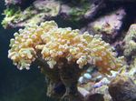 Marteau Corail (Torche Corail, Frogspawn Corail) Photo et les caractéristiques