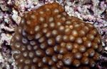 Aquarium  Honeycomb Coral (Diploastrea) Photo; brown