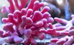 Акваријум хидроид Lace Stick Coral (Distichopora) фотографија; розе