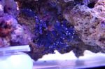 水族館 ヒドロ虫 レーススティックサンゴ (Distichopora) フォト; 青