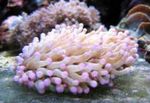 Acvariu  Mare-Tentacled Plate Coral (Anemone Ciuperci Coral) (Heliofungia actiniformes) fotografie; roz