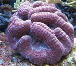 Aquarium  Lobed Brain Coral (Open Brain Coral) (Lobophyllia) Photo; purple