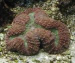 Aquarium  Lobed Brain Coral (Open Brain Coral) (Lobophyllia) Photo; brown