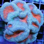 Aquarium  Lobed Brain Coral (Open Brain Coral) (Lobophyllia) Photo; light blue