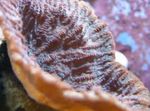 Merulina Coral Photo and characteristics