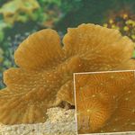 Merulina Coral სურათი და მახასიათებლები