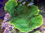 Аквариум  Монтипора (Montipora) Фото; зеленоватый