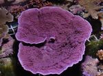 Аквариум  Монтипора (Montipora) Фото; фиолетовый