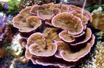 Аквариум  Монтипора (Montipora) Фото; коричневый