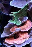 Аквариум  Монтипора (Montipora) Фото; розовый