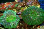 Acvariu  Bufniță Coral Ochi (Buton Coral) (Cynarina lacrymalis) fotografie; verde