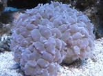 Pearl Coral Photo and characteristics