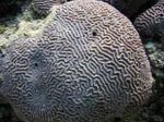 Platygyra Coral фотографија и карактеристике