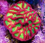 Platygyra Coral Photo and characteristics