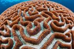 Platygyra Coral Photo and characteristics