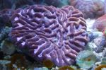 Acvariu  Platygyra Coral  fotografie; violet