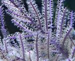 Violet Gorgonian Bici fotografie și caracteristici