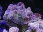 水族館 キノコ Rhodactis  フォト; パープル