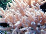 Dedo Sinularia Coral Couro foto e características