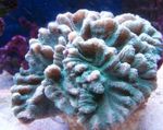 Aquarium  Spiny Cup (Pectinia) Photo; light blue