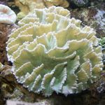 Akvarium  Spiny Kop (Pectinia) Foto; hvid