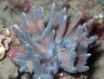 Aquarium  Spiny Cup (Pectinia) Photo; grey