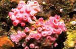 Acvariu  Floarea-Soarelui Portocaliu Coral (Tubastraea) fotografie; roșu