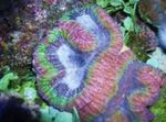 Symphyllia Coral Photo and characteristics