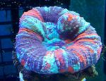 Акваријум  Tooth Coral, Button Coral (Scolymia) фотографија; шаролик