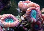 Aquarium  Fackel Koralle (Candycane Korallen, Korallen Trompete) (Caulastrea) Foto; rot