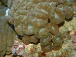 Aquarium  Torche Corail (Candycane Corail, Trompette Corail) (Caulastrea) Photo; marron