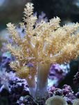 Aquarium  Arbre Corail Mou (Kenya Arbre Corail) (Capnella) Photo; jaune