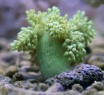 Aquarium  Arbre Corail Mou (Kenya Arbre Corail) (Capnella) Photo; vert