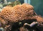 Λευκό Encrusting Zoanthid (Καραϊβική Θάλασσα Ματ)